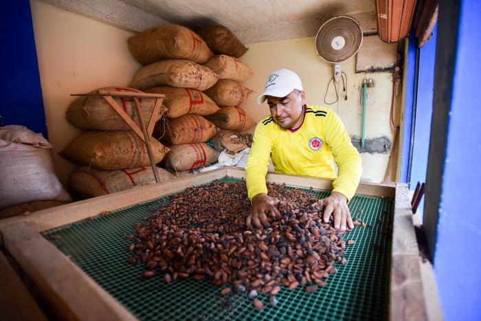 Cacao sorting