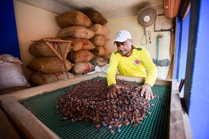 Cacao sorting