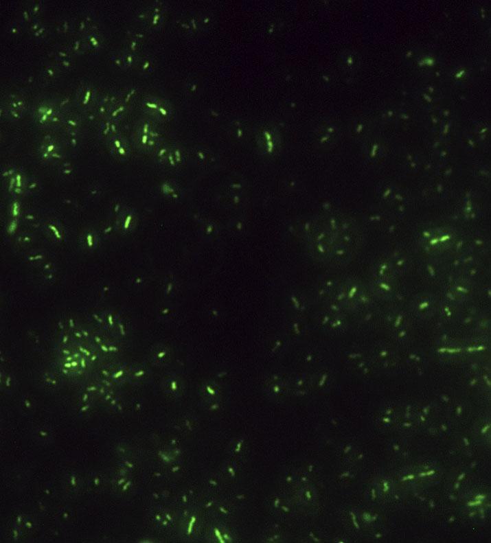 Microscope Image of <i>Halanaerobium</i> Bacteria