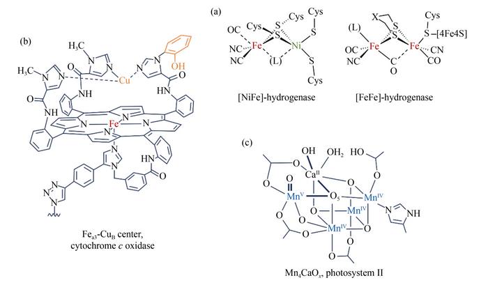Structures of the active sites of natural enzymes for electrocatalyst design