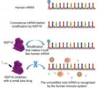 Dream reports during the COVID 19 pandemic