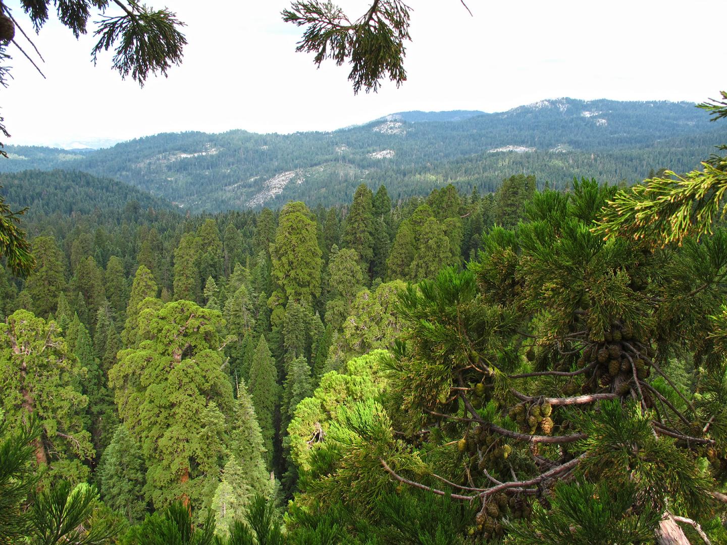 The <i>Sequoiadendron</i> Canopy