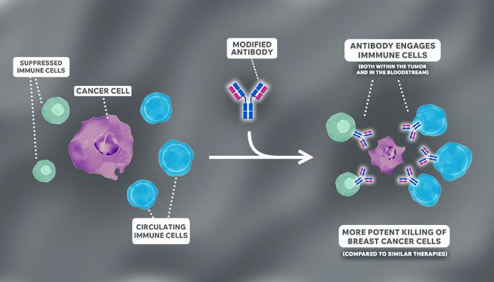Graphic showing how new antibody therapy works with cells