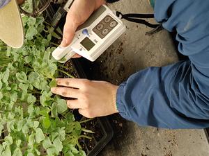SPAD Measurement of Watermelon Seedlings-Food Waste Compost Study