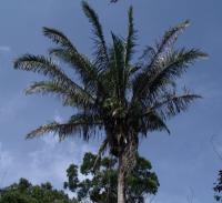 Palm Tree