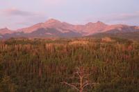 Dead Trees