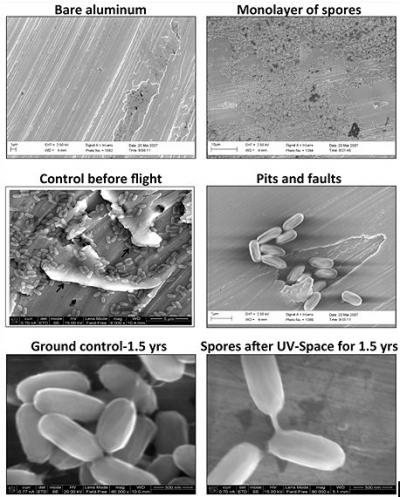 <I>Bacillus</I>
