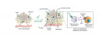 Anti-Sema4D Antibody Induces Metastasis