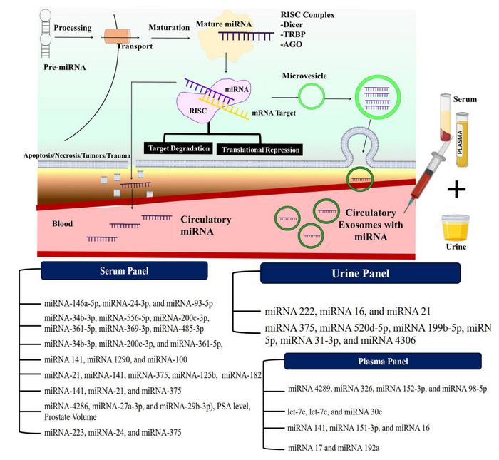 Mechanism of microRNA (miRNA) as circulating miRNA in plasma, serum, and urine (circulating exosomes with miRNA) in prostate cancer.