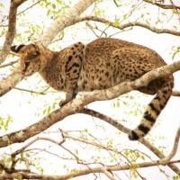 Serval