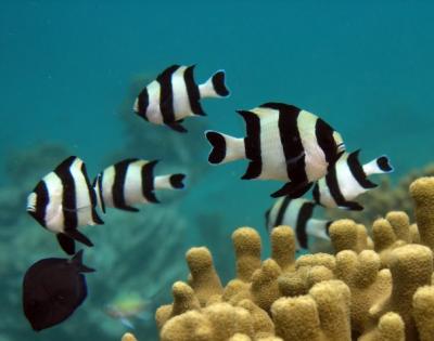 Juvenile Damselfishes