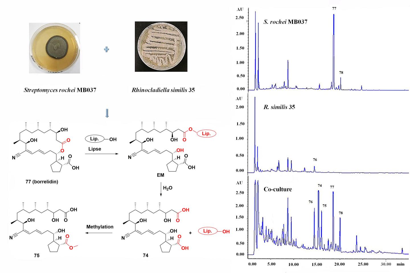 Metabolic changes among monocultures of R. similis and S. rochei and co-culture and proposed formation mechanism for 74 and 75