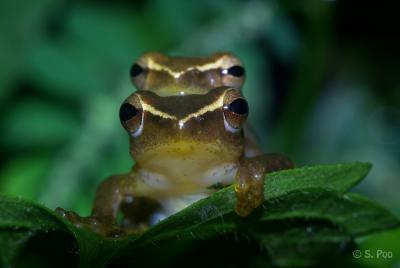 Photograph of <i>Chiromantis hansenae</i> (1 of 2)