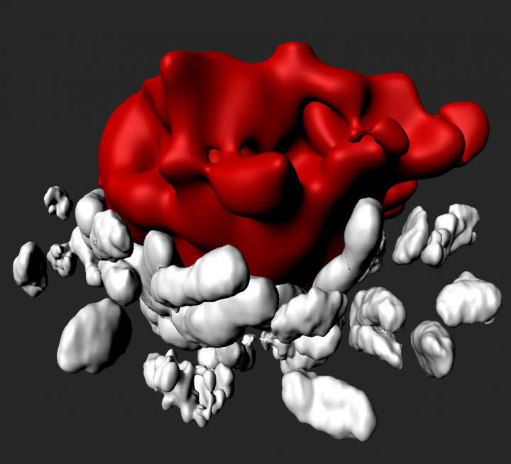 Developing Mouse Hair Follicle