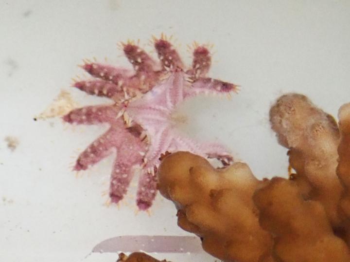 A small juvenile crown of thorns starfish  retreating after being stung by coral