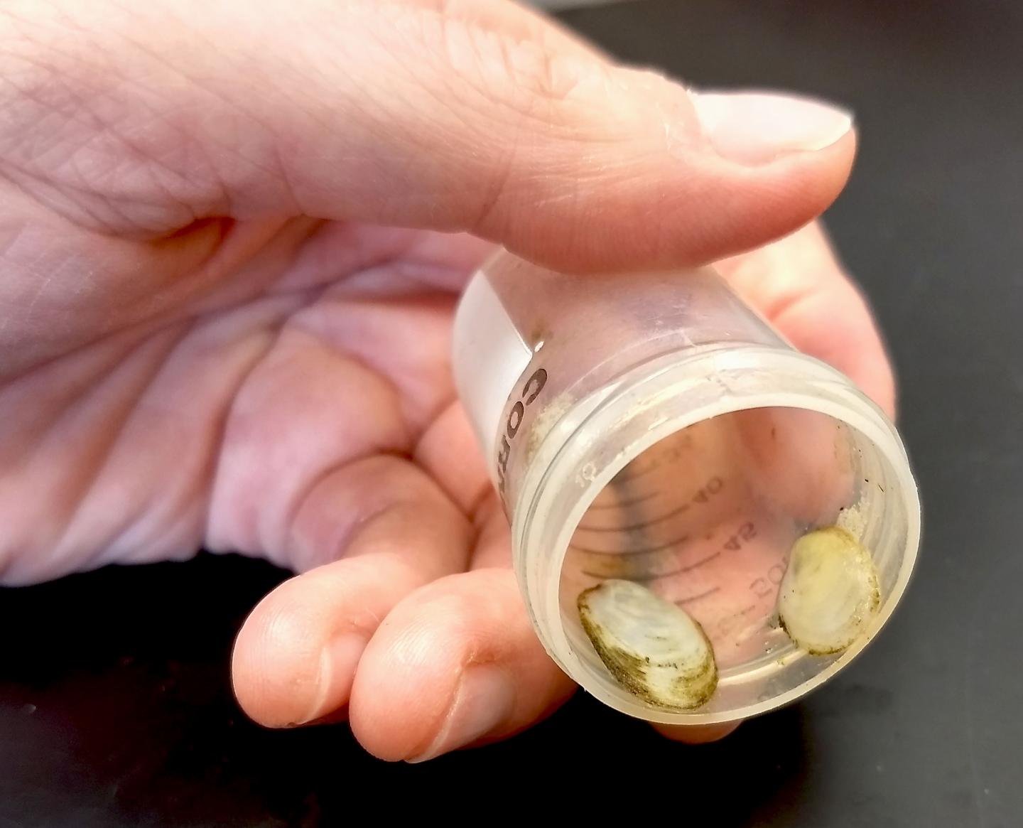 Developing Automated Culture System with Adult Slipper Snails