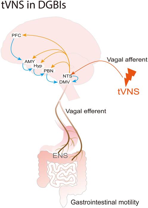 Mechanisms of tVNS for DGBIs