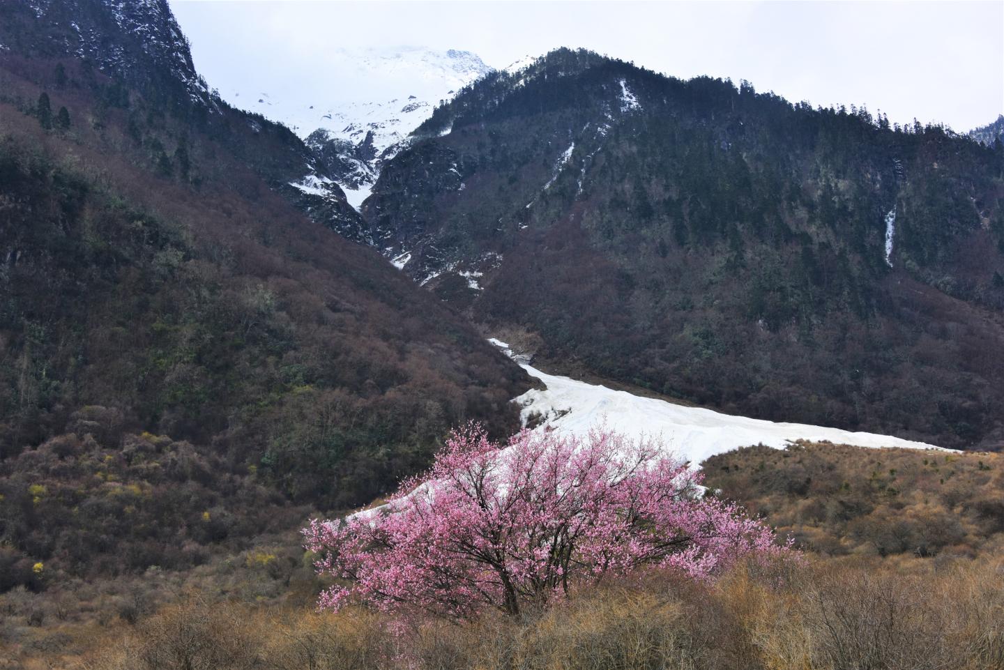Wild peach tree