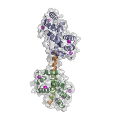 Molecular Switch