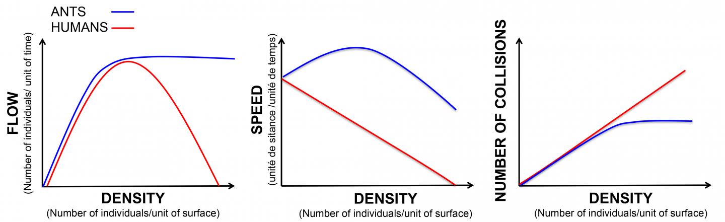 Comparing Traffic as a Function of Density, in Ants and Humans