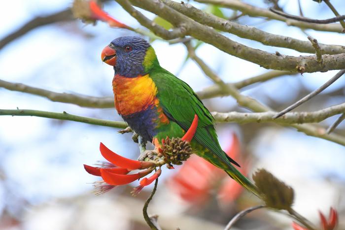 Rainbow lorikeet