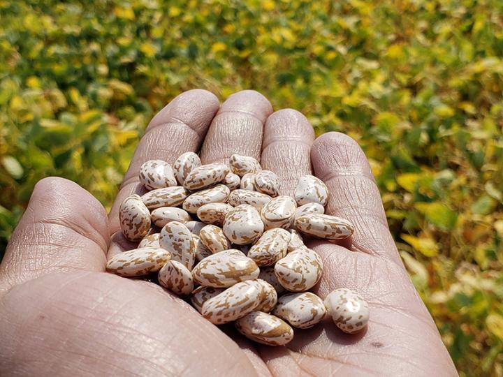 Slow-darkening pinto beans