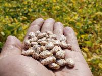 Slow-darkening pinto beans