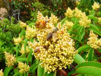 Honey Bee on Flower