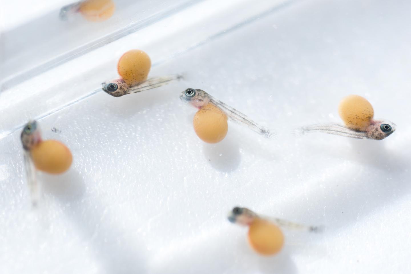 13-Day-Old Cichlids