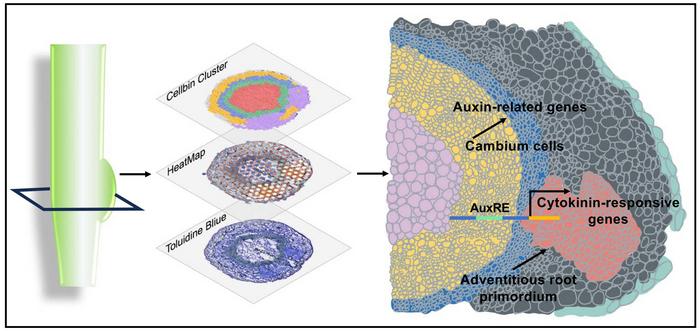 Spatial transcriptome analysis of adventitious root development.