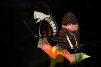 Butterfly Anti-Aphrodisiac and Floral Scent - 1