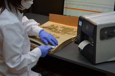 Herbarium Sheets