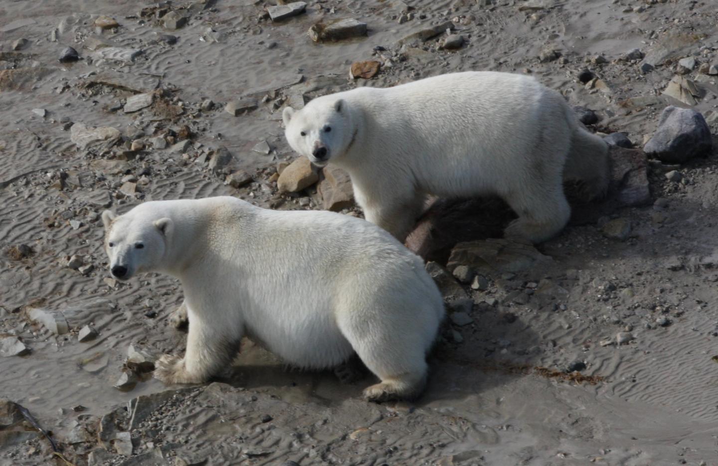 Two Bears