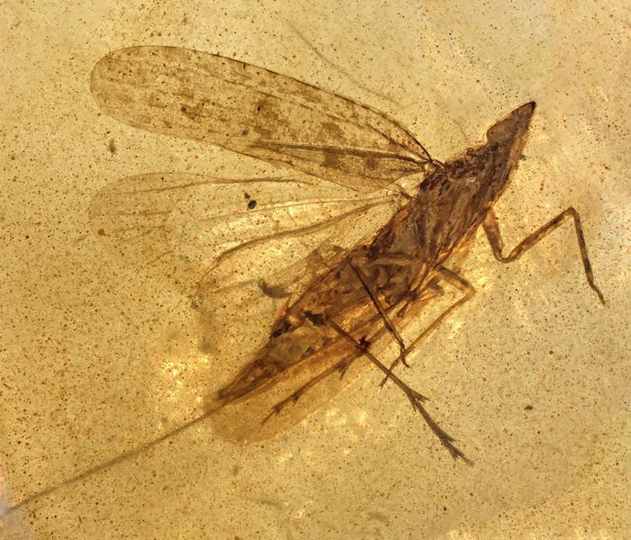 The newly described species - Cretoduros noonoo