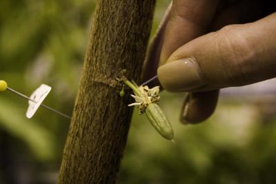 Immature Pod