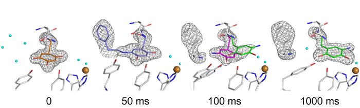 Structural changes in the cofactor TPQ during catalytic process
