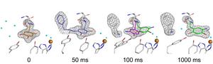 Structural changes in the cofactor TPQ during catalytic process
