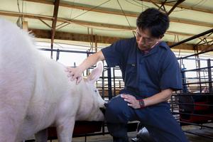 Tsungcheng "TC" Tsai and swine at Savoy Research Complex, Fayetteville, Arkansas