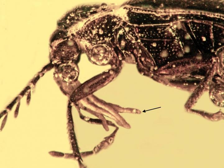 Ptilodactyline Beetle in Mexican Amber