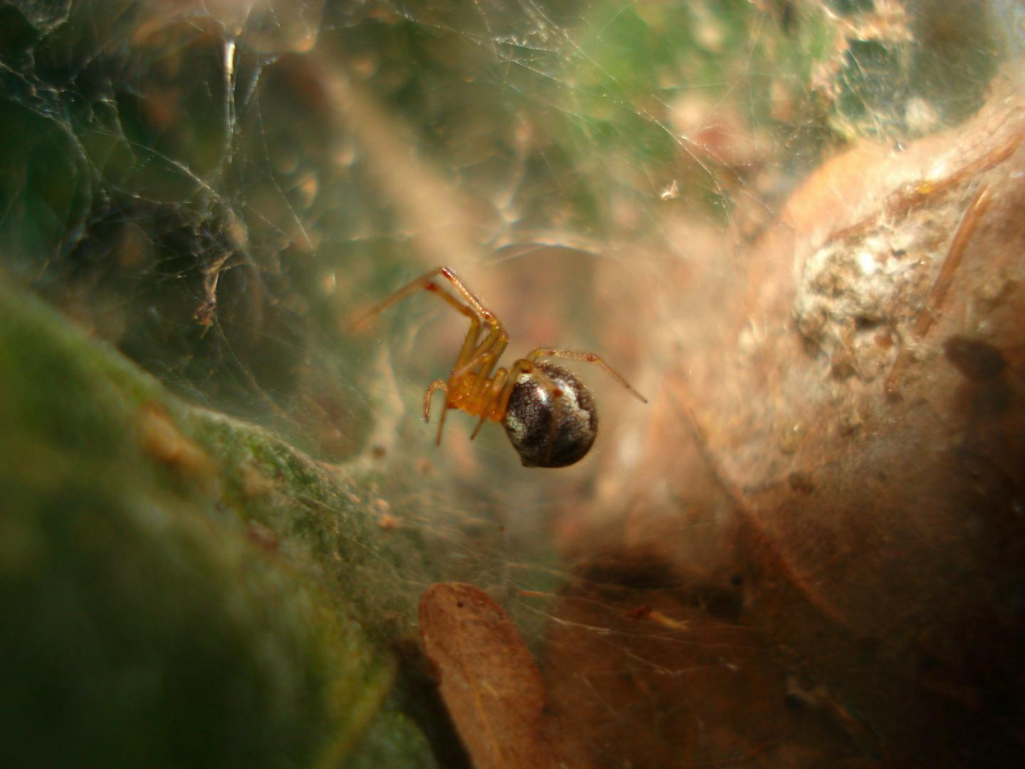 <i>Anelosimus studiosus</i>