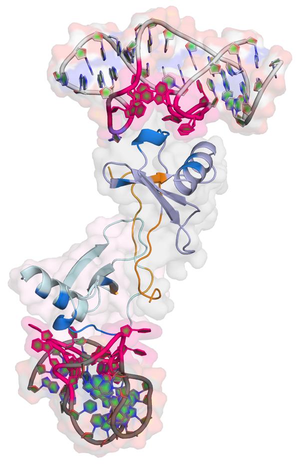 Scientists X-ray Anti-Inflammatory Drug Candidates