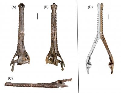 <i>Gryposuchus pachakamue</i>