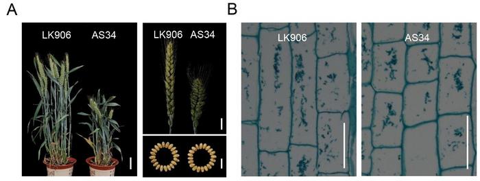 The wheat mutant AS34 displays reduced plant height, compact spikes and altered stem cell morphology compared with wild type LK906.