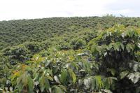 Sun Grown Coffee