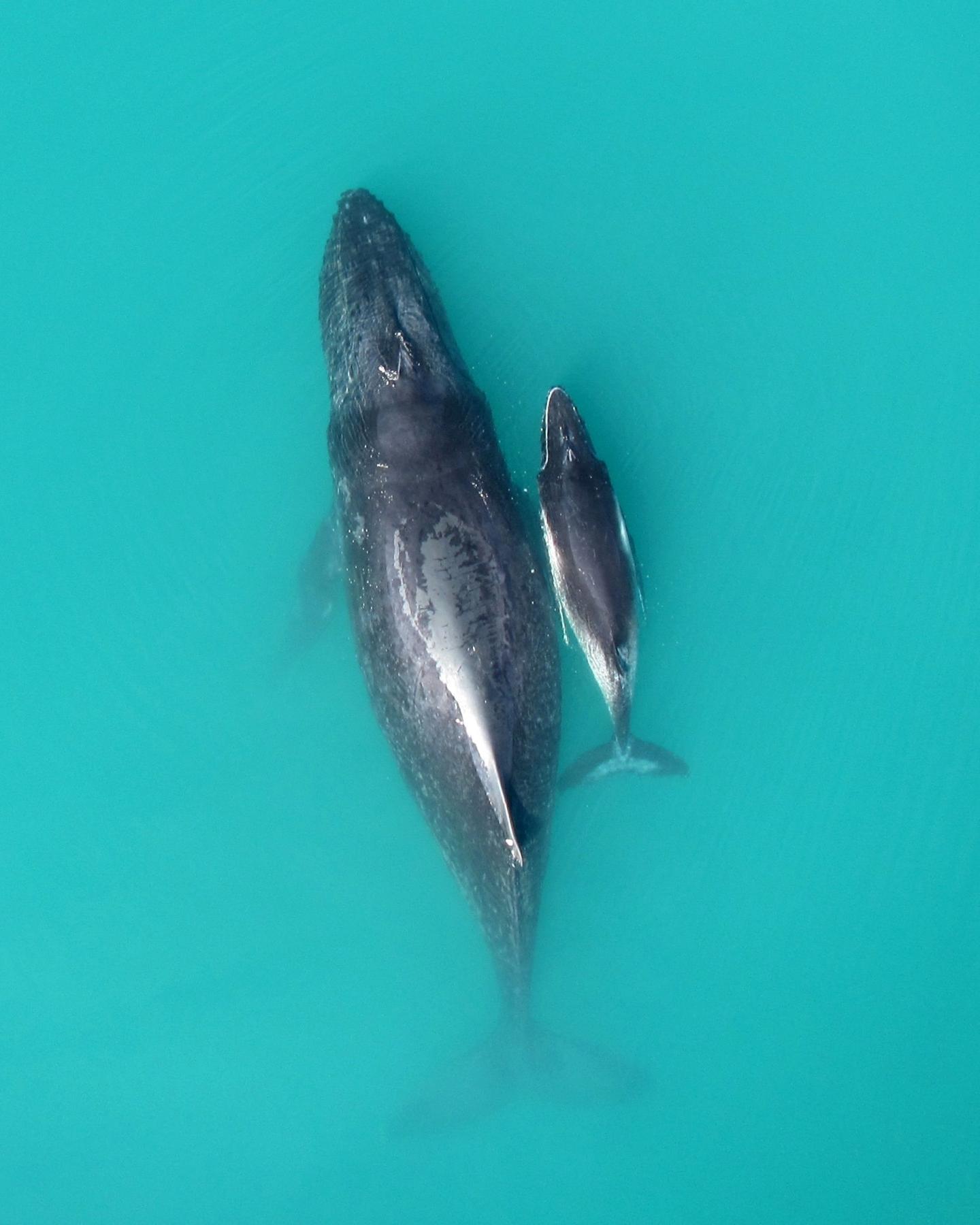 Humpback Mother-Calf Pair (3 of 3)