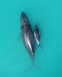 Humpback Mother-Calf Pair (3 of 3)