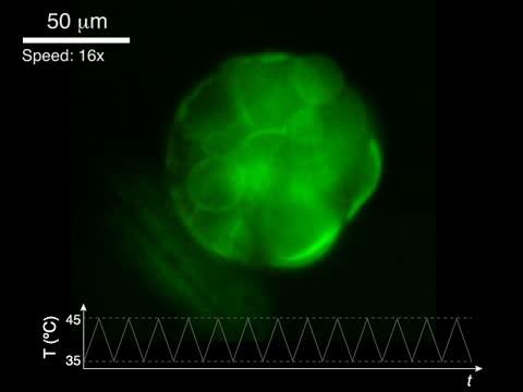 Prototissue Spheroid Undergoing Reversible Contractions