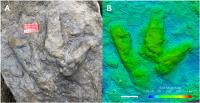 Photograph of a large theropod track natural cast that was discovered during the field season