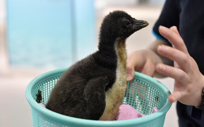 A Southern Rockhopper Penguin Chick