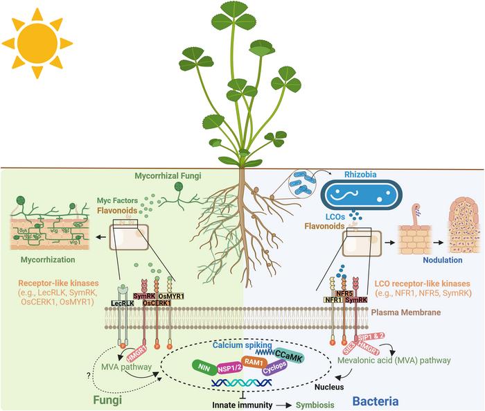 Figure 2. Molecular mechanisms mediating mycorrhizal and rhizobial symbioses.